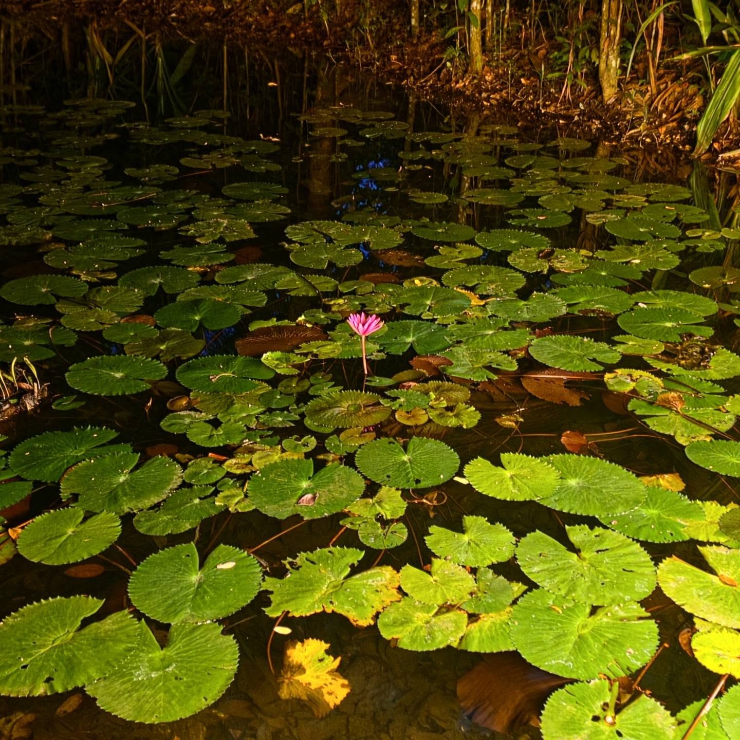 A single pink water lily rises among green lily pads in a pond illuminated at night.