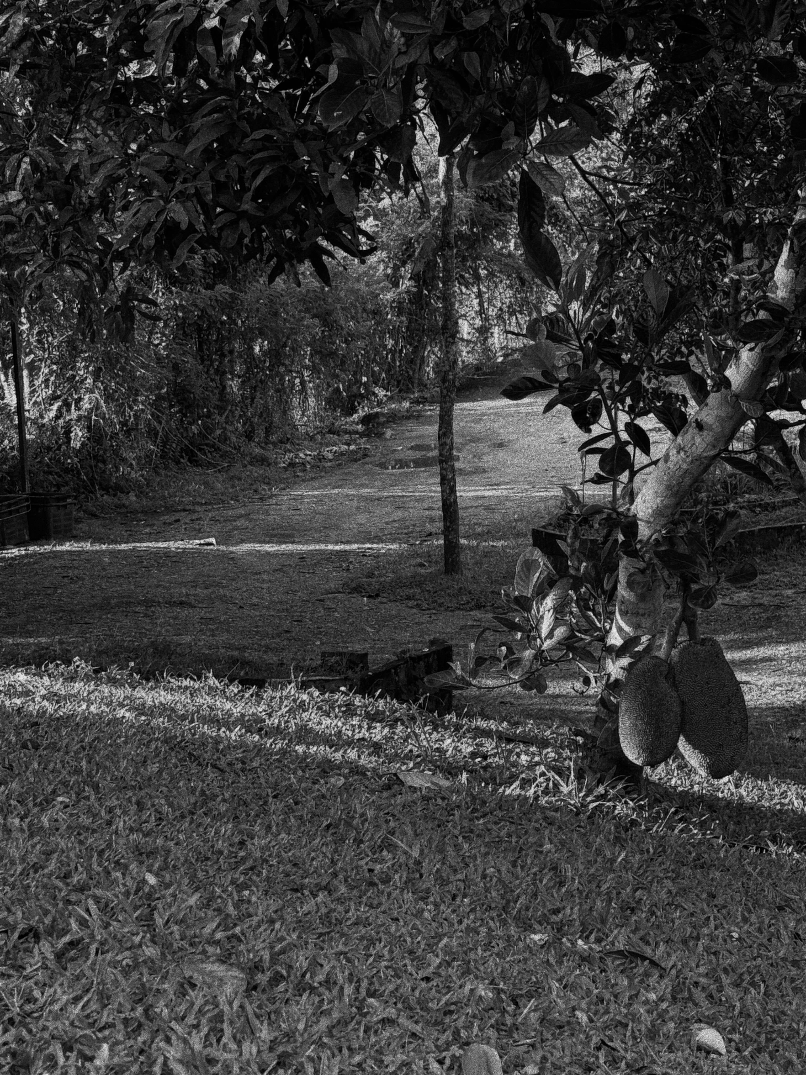 Black-and-white photograph of a leafy garden and hanging jackfruit at Tiarasa Escapes.